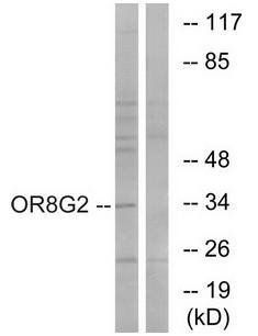 OR8G2 Antibody