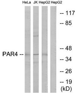PAR4 antibody