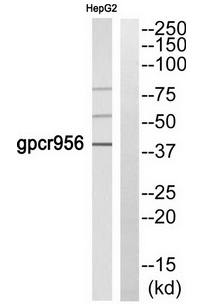 U12 Antibody