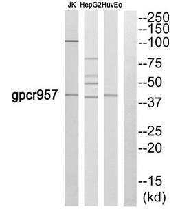 US28 Antibody