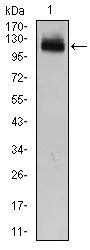 GAB1 Antibody