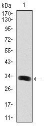 GAB1 Antibody