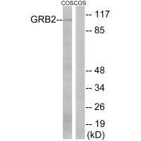 GAB2 (Ab-159) Antibody