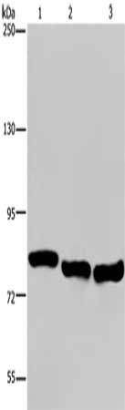 GAB2 antibody