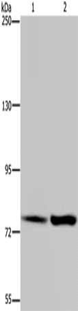GAB2 Antibody