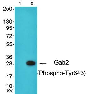 Gab2 (phospho-Tyr643) antibody