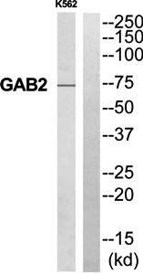 GAB2 Antibody