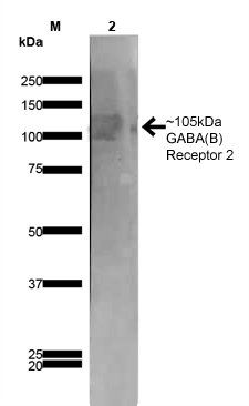GABA B Receptor 2 Antibody