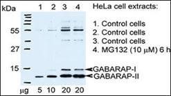 GABARAP antibody