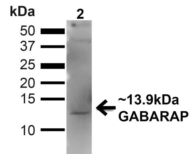 GABARAP Antibody