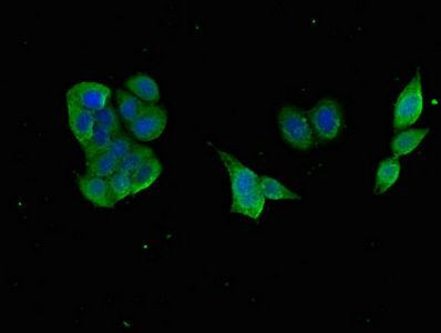GABARAPL1 Antibody