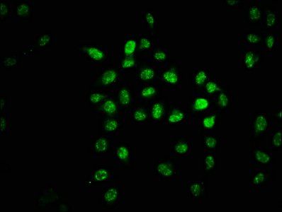 GABPA Antibody