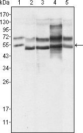 GABPA Antibody