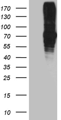 GABPB2 Antibody