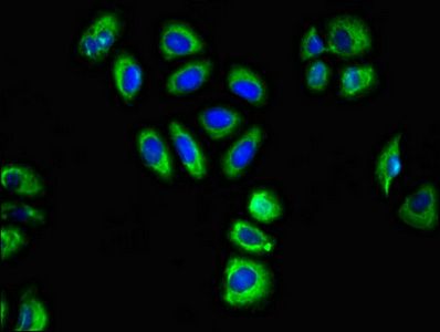 GABRA2 Antibody