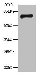 GABRA4 antibody