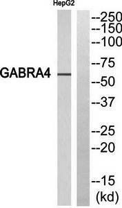 GABRA4 Antibody