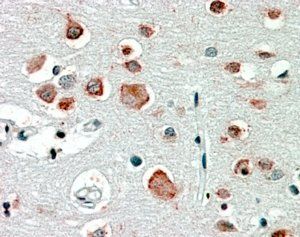 Goat anti-GABRA4 Antibody