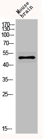 GABRA6 Antibody