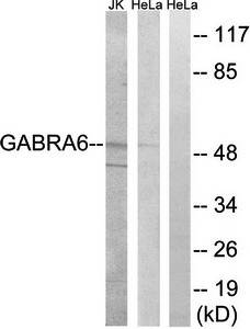 GABRA6 Antibody
