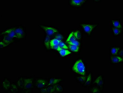 GABRG2 Antibody