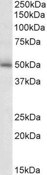 GABRG2 (aa400-410) Antibody