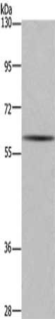 GAD1 Antibody