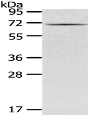 GAD1 Antibody