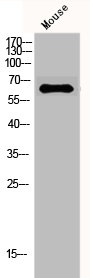 GAD1/GAD2 Antibody