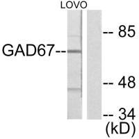 GAD1 Antibody