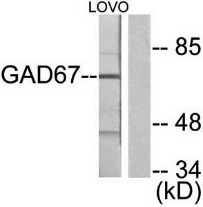 GAD1 Antibody