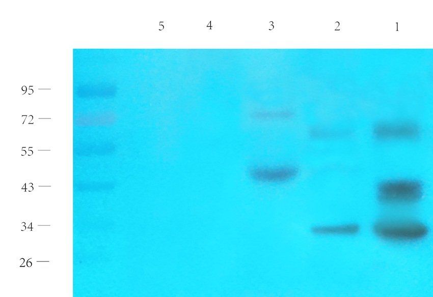 Gad1 antibody