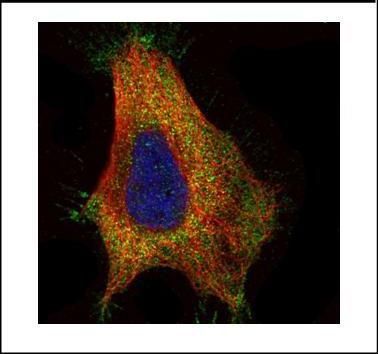 glutamate decarboxylase 2 Antibody