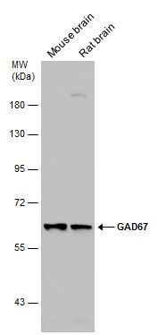 glutamate decarboxylase 1 Antibody