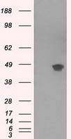 GAD1 Antibody