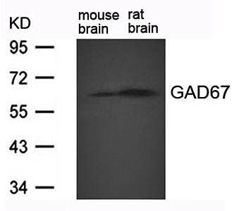 GAD67(GAD1) Antibody