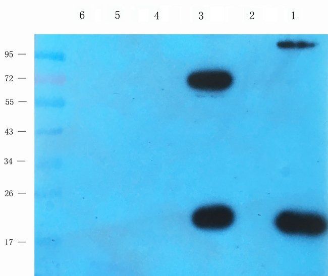 GADD153 antibody