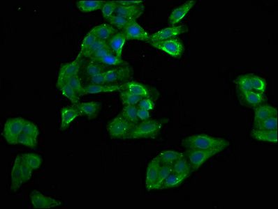 GADD45B Antibody