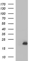 GADD45G Antibody
