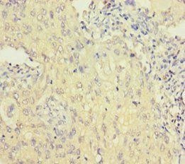 GADD45G Antibody