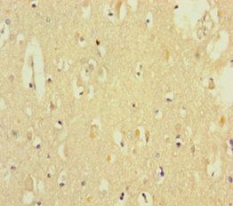 GADD45G Antibody