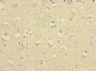 GADD45G Antibody