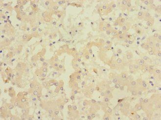 GADD45G antibody