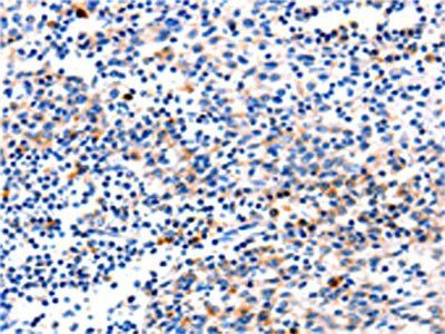 GADD45G Antibody