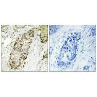 GADD45G antibody