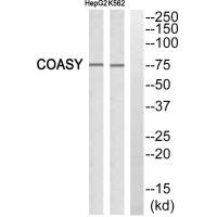 GADD45G antibody