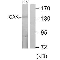 GAK Antibody