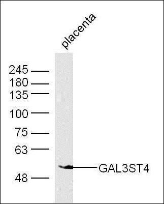 GAL3ST4 antibody