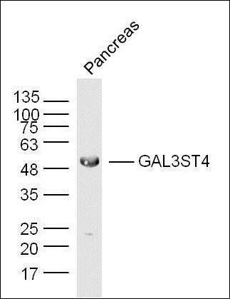 GAL3ST4 antibody