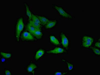 GALE Antibody